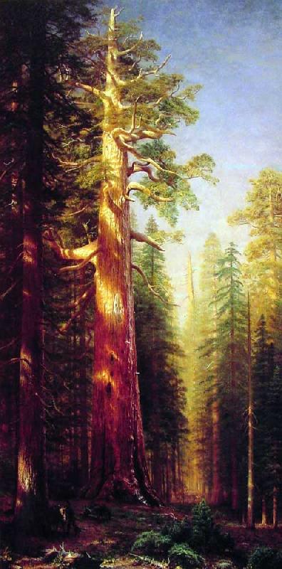 Albert Bierstadt The Great Trees, Mariposa Grove, California Sweden oil painting art